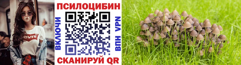 Псилоцибиновые грибы Psilocybe  shop клад  Поворино  наркота 